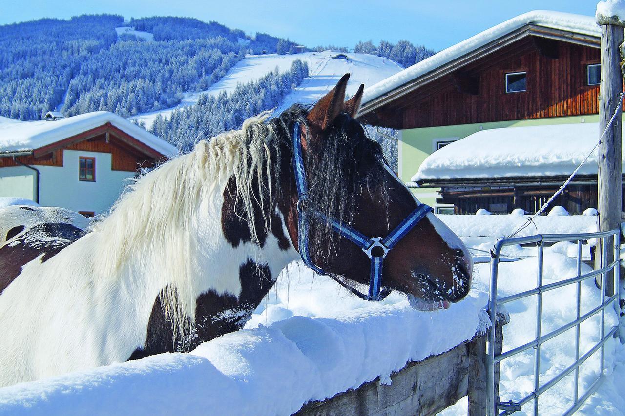 Sieglhub Chalets - Appartements - Hotel Flachau Kültér fotó
