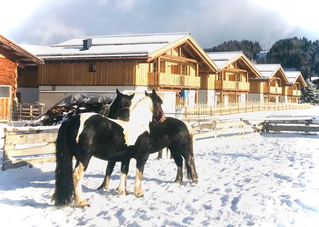 Sieglhub Chalets - Appartements - Hotel Flachau Kültér fotó